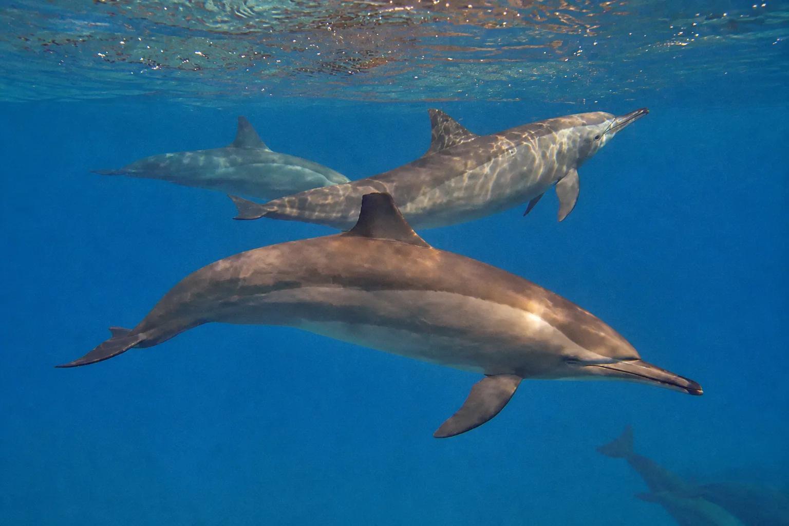 Sataya Dolphin Reef